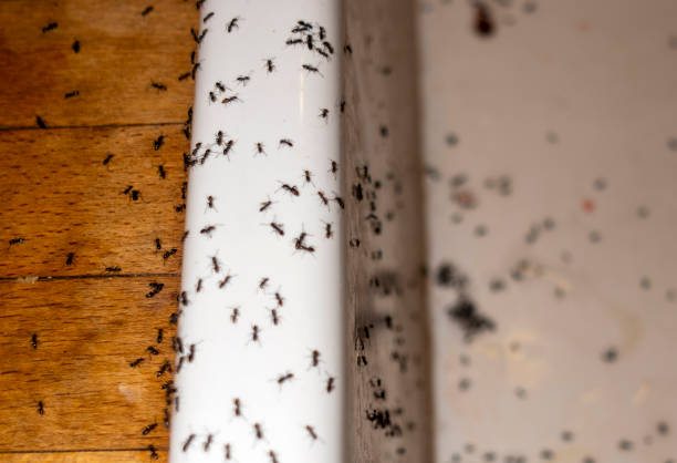 Best Pest Prevention Services  in Salem, OR